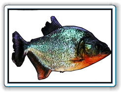 altispinis